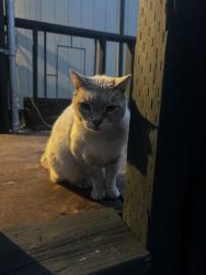Found/Stray Female Cat last seen Lincoln newcaltle Hwy, Lincoln, CA 95648