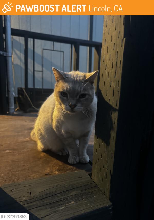 Found/Stray Female Cat last seen Lincoln newcaltle Hwy, Lincoln, CA 95648