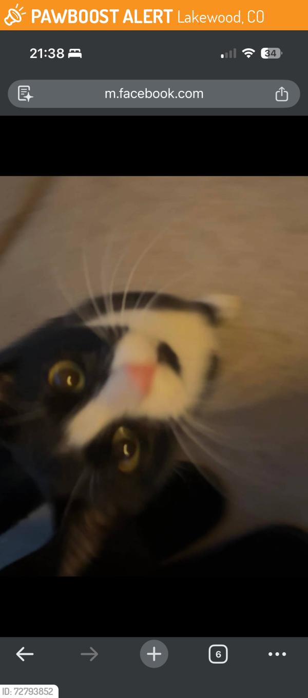 Found/Stray Unknown Cat last seen First and Harlan, Lakewood, CO 80226