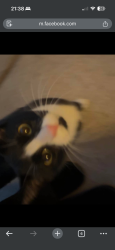 Found/Stray Unknown Cat last seen First and Harlan, Lakewood, CO 80226