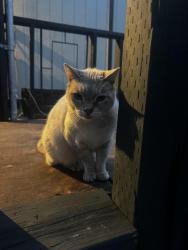 Found/Stray Female Cat last seen Lincoln Newcastle HWY, Lincoln, CA 95648