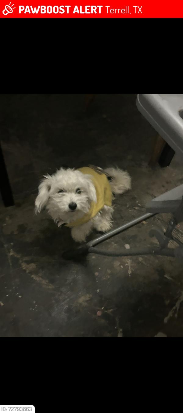 Lost Female Dog last seen Betty dr, Terrell, TX 75160