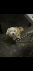 Lost Female Dog last seen Betty dr, Terrell, TX 75160