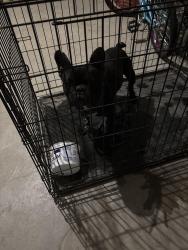 Found/Stray Male Dog last seen Hampton and Bear Creek , DeSoto, TX 75115