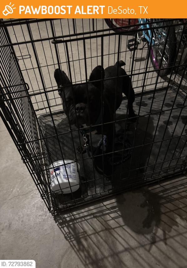 Found/Stray Male Dog last seen Hampton and Bear Creek , DeSoto, TX 75115