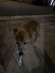 Found/Stray Unknown Dog last seen Italia y España , San Juan, San Juan 00917