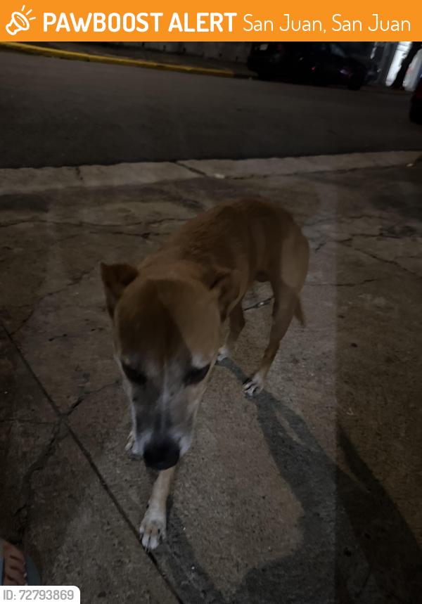 Found/Stray Unknown Dog last seen Italia y España , San Juan, San Juan 00917