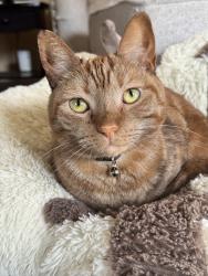 Lost Male Cat last seen Knollcreek Dr, San Antonio, TX 78247