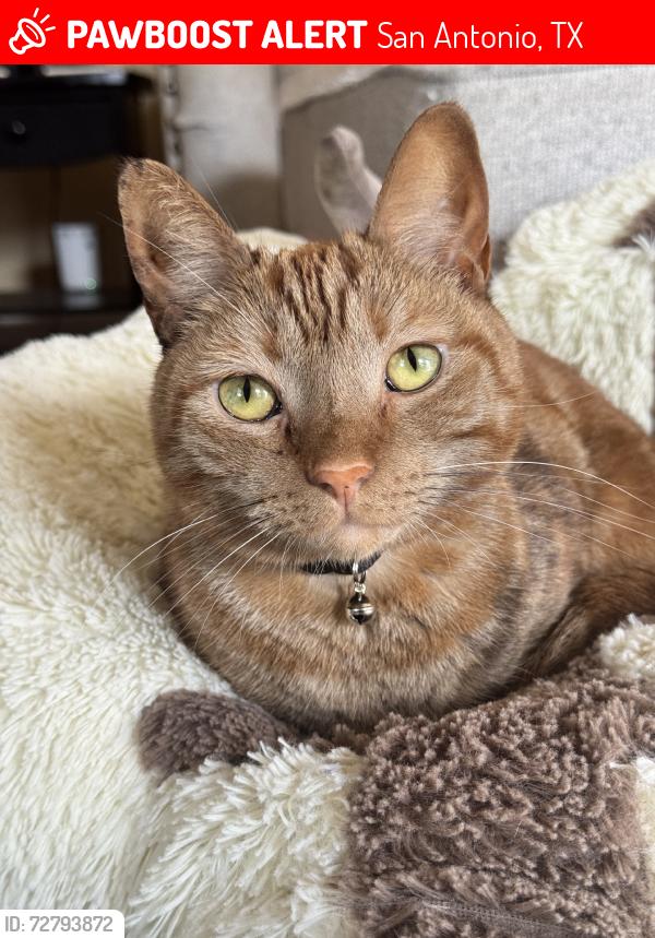 Lost Male Cat last seen Knollcreek Dr, San Antonio, TX 78247