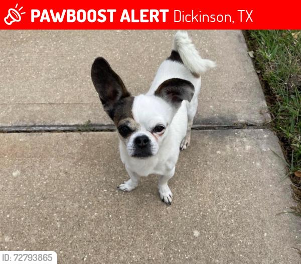 Lost Male Dog last seen Calder road and silent glen , Dickinson, TX 77539