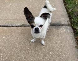 Lost Male Dog last seen Calder road and silent glen , Dickinson, TX 77539
