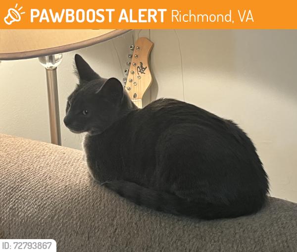 Found/Stray Male Cat last seen Found on Cargreen Road. Followed into apmt., Richmond, VA 23225