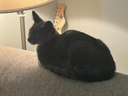 Found/Stray Male Cat last seen Found on Cargreen Road. Followed into apmt., Richmond, VA 23225