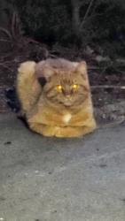 Found/Stray Unknown Cat last seen Qualchan Golf course - Latah Valley, Spokane, WA 99224