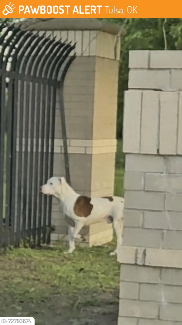 Found/Stray Unknown Dog last seen The Tulsan at Midtown apmts, Tulsa, OK 74128