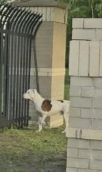 Found/Stray Unknown Dog last seen The Tulsan at Midtown apmts, Tulsa, OK 74128