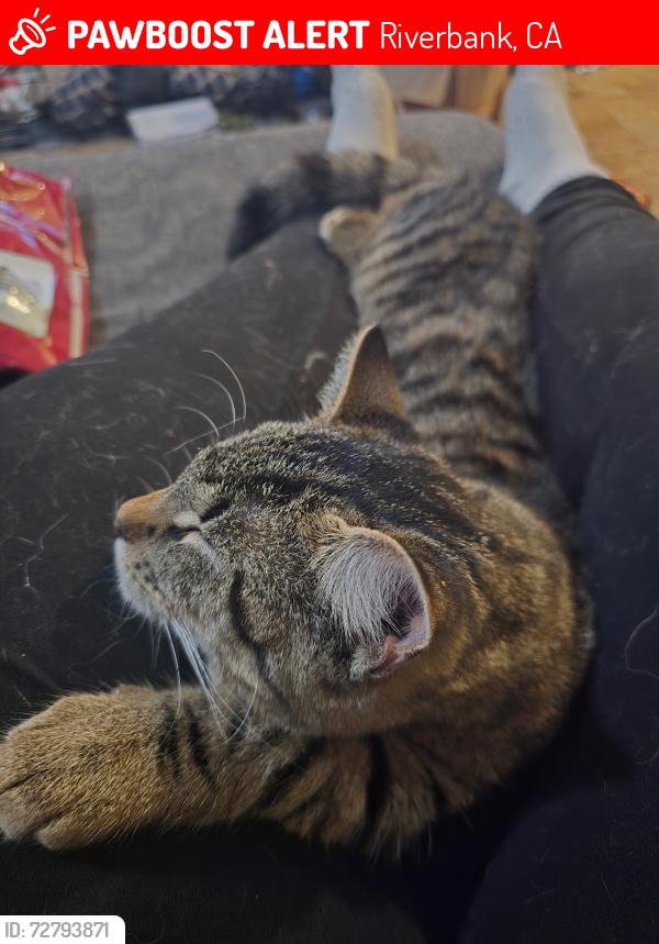 Lost Male Cat last seen S Rosebrook dr , Riverbank, CA 95367