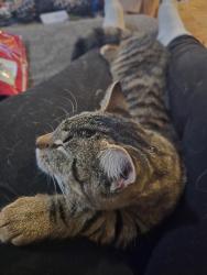 Lost Male Cat last seen S Rosebrook dr , Riverbank, CA 95367