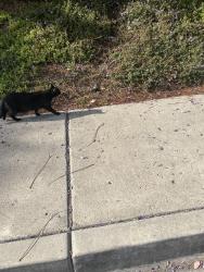Found/Stray Unknown Cat last seen Park Ridge, San Diego, CA 92120