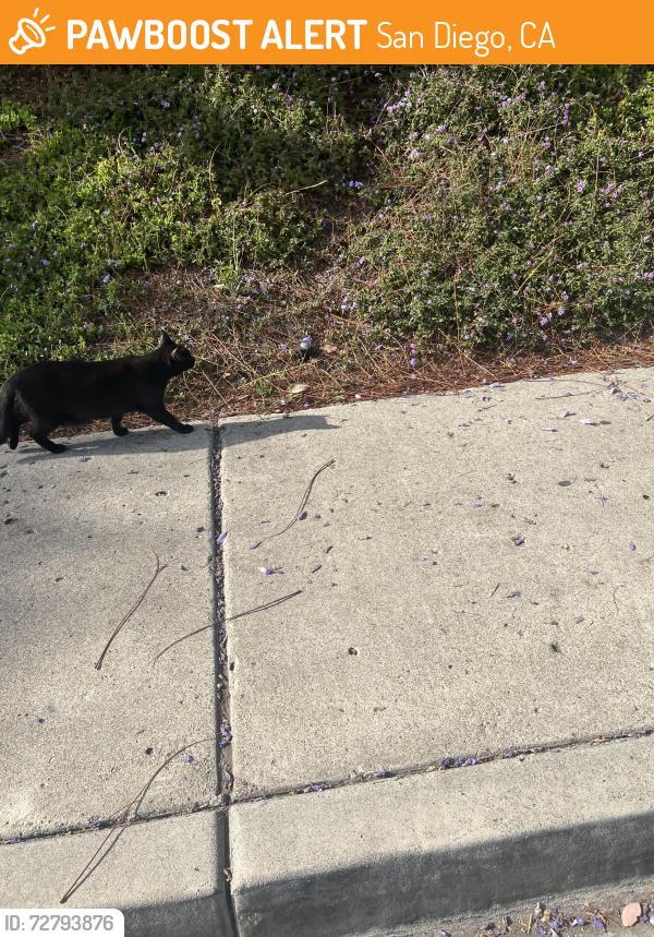 Found/Stray Unknown Cat last seen Park Ridge, San Diego, CA 92120