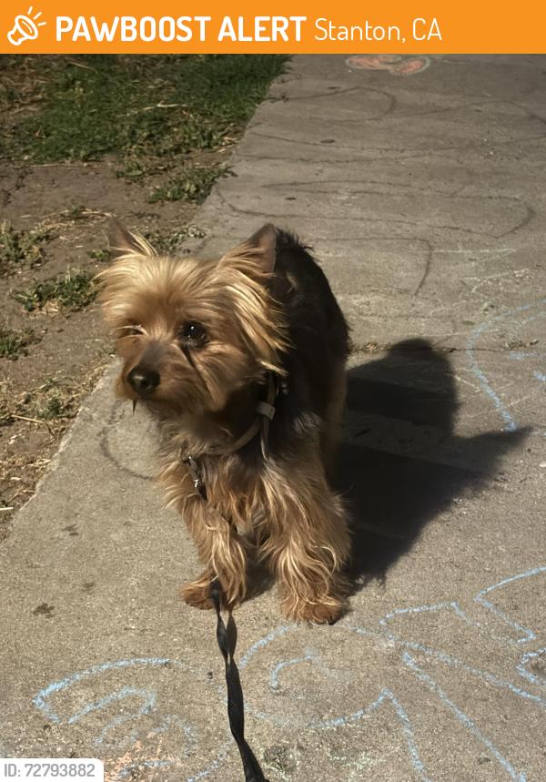 Found/Stray Female Dog last seen Beach and cerritos, Stanton, CA 90680