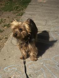 Found/Stray Female Dog last seen Beach and cerritos, Stanton, CA 90680