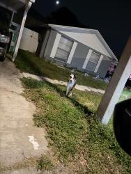 Found/Stray Unknown Dog last seen Leeward Dr in Deerfield, Tampa, FL 33634