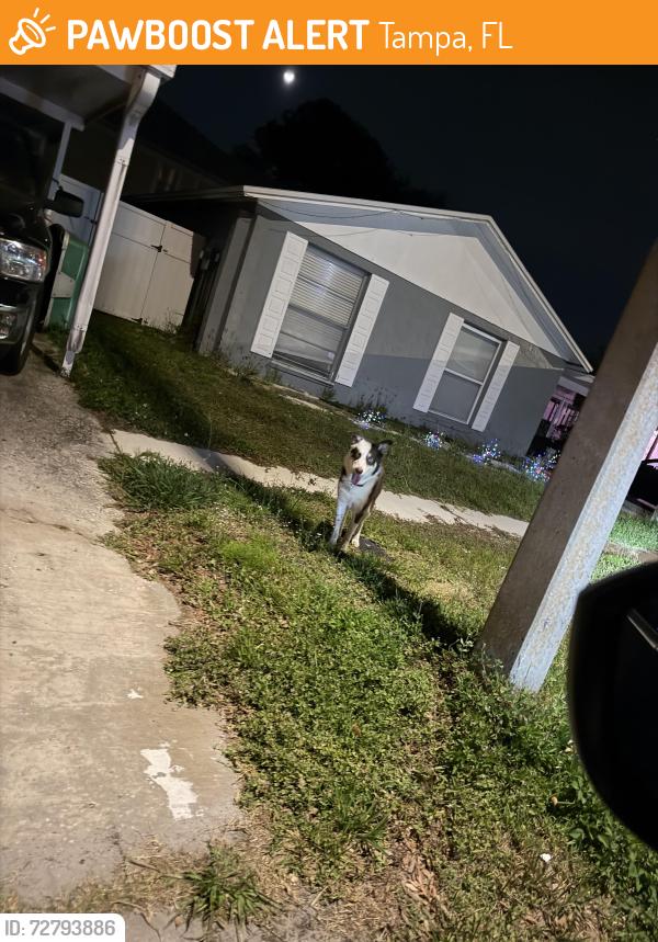 Found/Stray Unknown Dog last seen Leeward Dr in Deerfield, Tampa, FL 33634