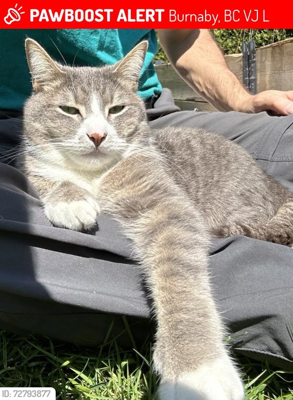 Lost Male Cat last seen Carson St. & Joffre Avenue , Burnaby, BC V5J 3L4
