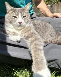 Lost Male Cat last seen Carson St. & Joffre Avenue , Burnaby, BC V5J 3L4