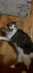 Lost Male Cat last seen East first Ave and Terrace Dr , Chico, CA 95926