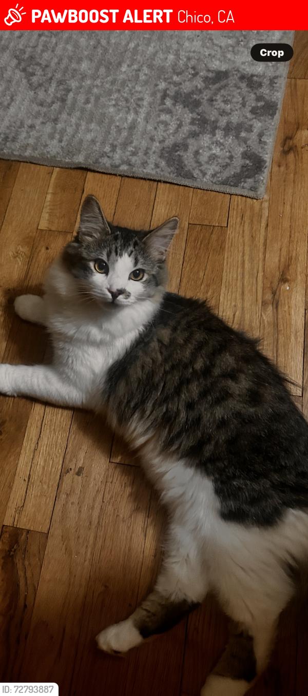 Lost Male Cat last seen East first Ave and Terrace Dr , Chico, CA 95926
