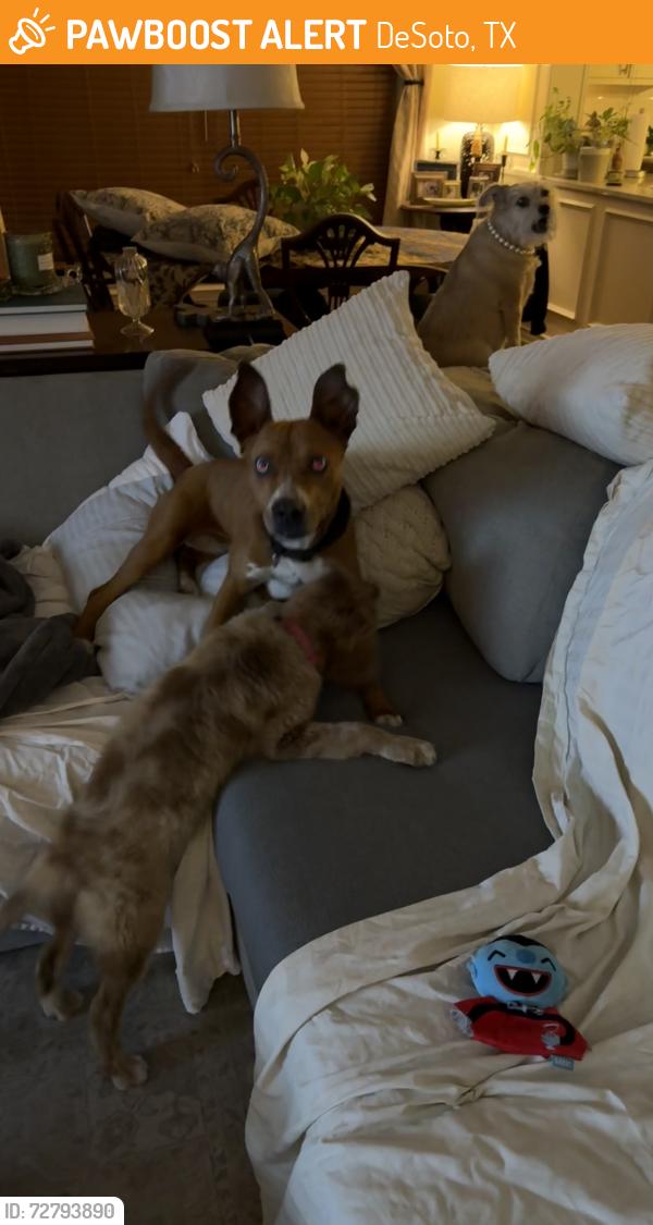 Found/Stray Female Dog last seen Pleasant Run, DeSoto, TX 75115