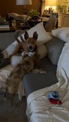 Found/Stray Female Dog last seen Pleasant Run, DeSoto, TX 75115