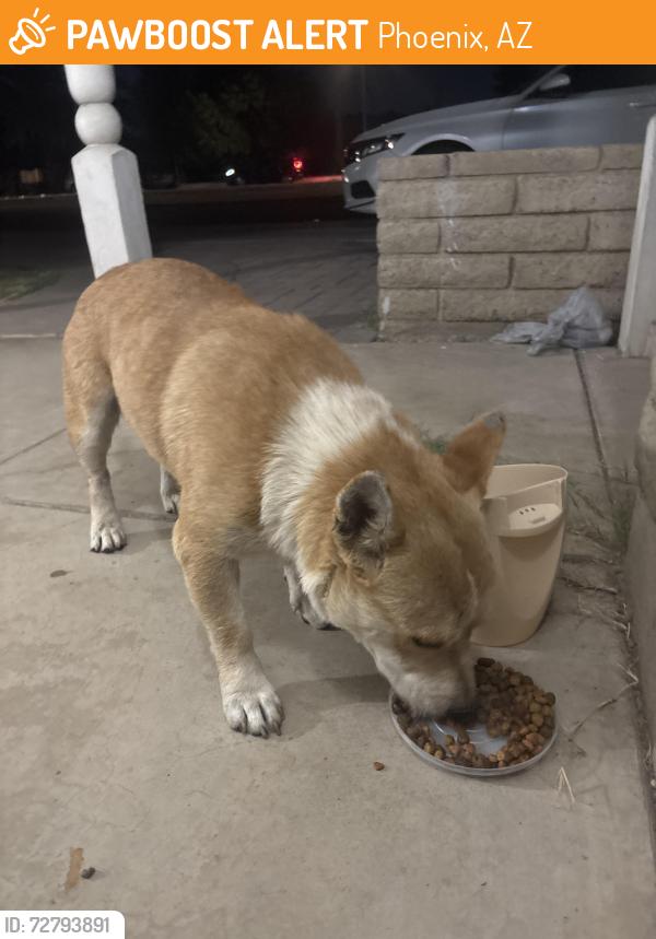 Found/Stray Male Dog last seen 42nd ave and dunlap, Phoenix, AZ 85051