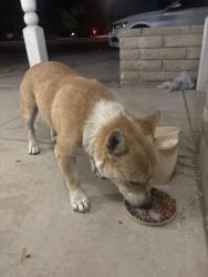 Found/Stray Male Dog last seen 42nd ave and dunlap, Phoenix, AZ 85051