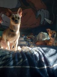 Lost Male Dog last seen Psy, Corcoran, CA 93212