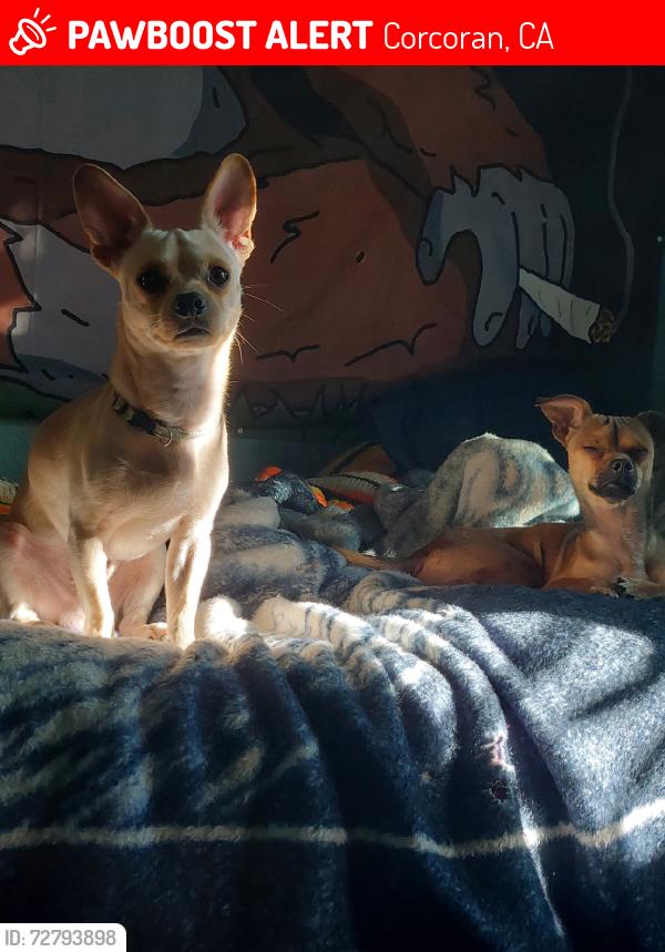 Lost Male Dog last seen Psy, Corcoran, CA 93212