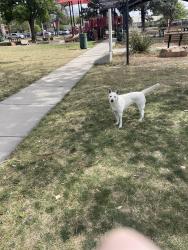 Found/Stray Unknown Dog last seen Snow heights park, Albuquerque, NM 87110