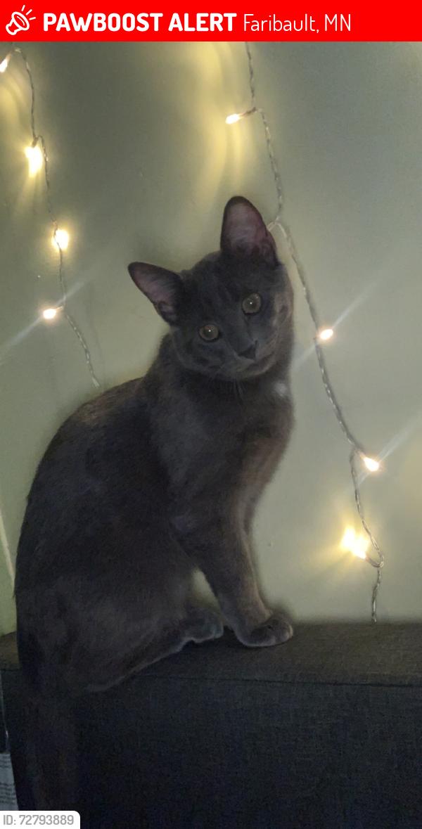 Lost Male Cat last seen Lind Street, Faribault, MN 55021