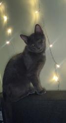 Lost Male Cat last seen Lind Street, Faribault, MN 55021