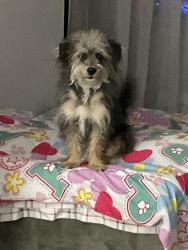 Lost Male Dog last seen Galloway Elementary , Mesquite, TX 75149