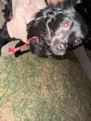 Lost Female Dog last seen Front of hse , Fresno, CA 93701