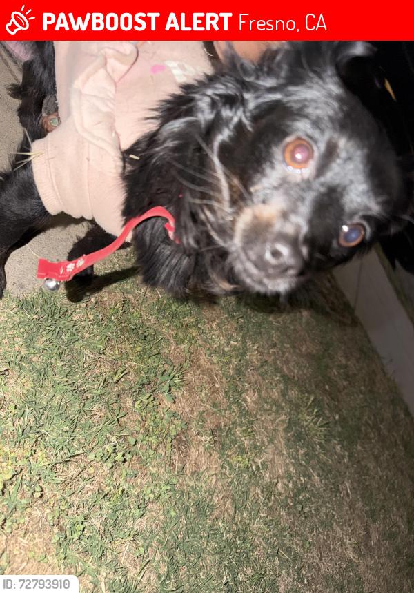 Lost Female Dog last seen Front of hse , Fresno, CA 93701
