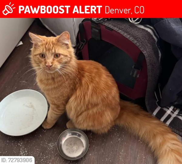 Lost Male Cat last seen alexan peña station apmts, e 63rd and tower, near RASA and the storage building, Denver, CO 80249