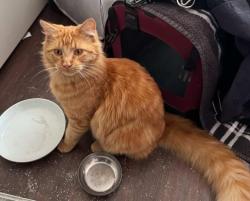 Lost Male Cat last seen alexan peña station apmts, e 63rd and tower, near RASA and the storage building, Denver, CO 80249