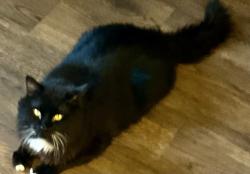 Lost Male Cat last seen Shavano, San Antonio, TX 78249