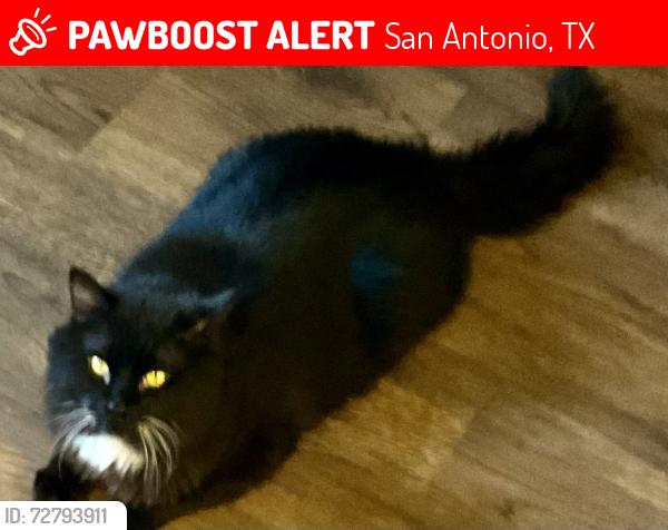 Lost Male Cat last seen Shavano, San Antonio, TX 78249
