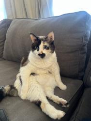 Lost Female Cat last seen Eastern and ione (southfork), Henderson, NV 89074