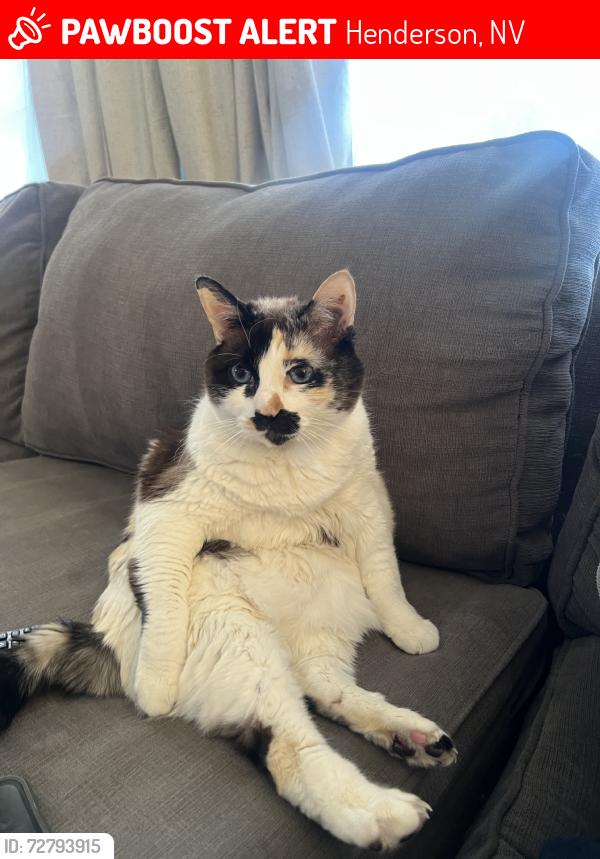 Lost Female Cat last seen Eastern and ione (southfork), Henderson, NV 89074